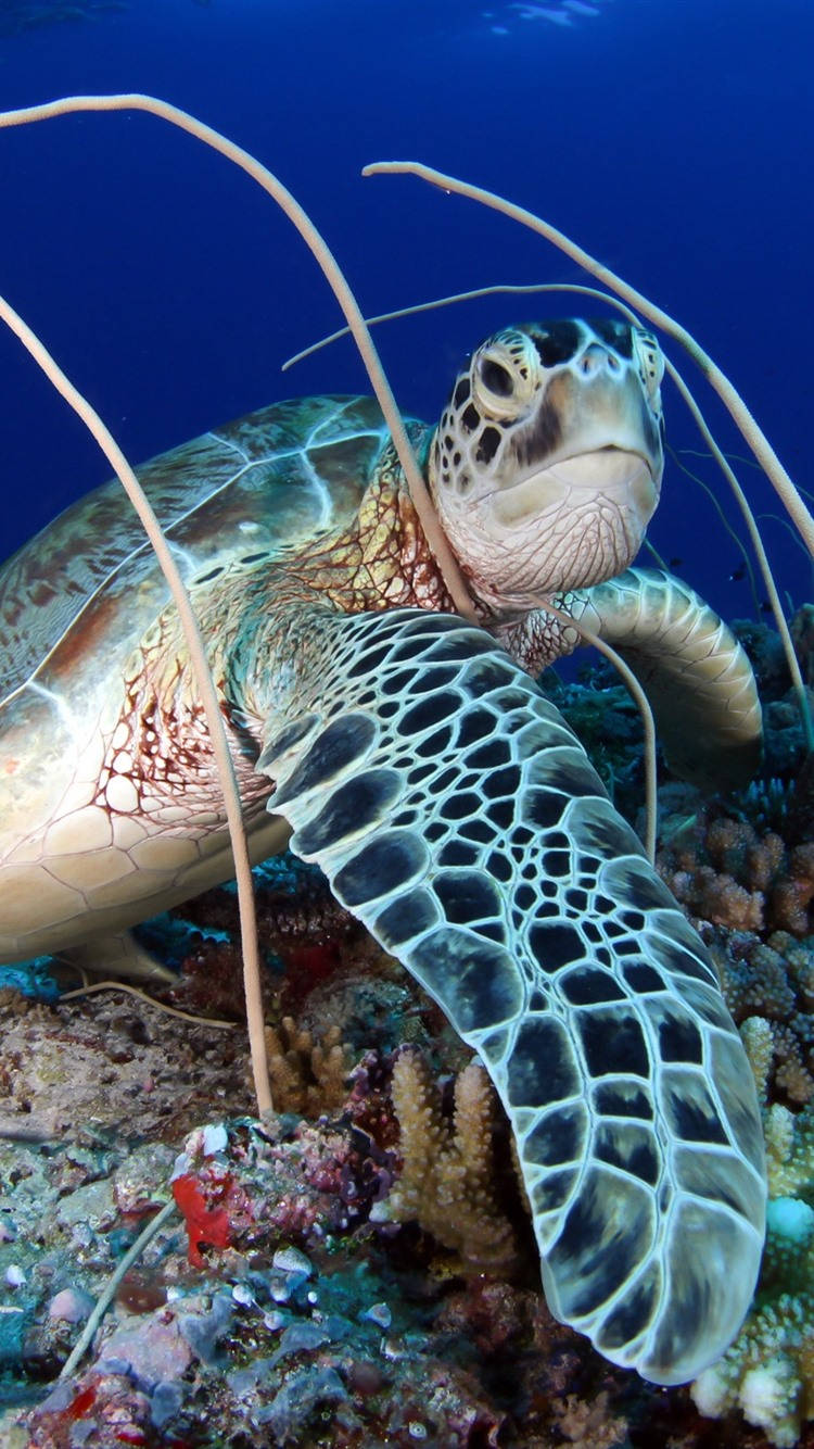 sea turtle, green sea turtle, coral reef, HD Phone Wallpaper