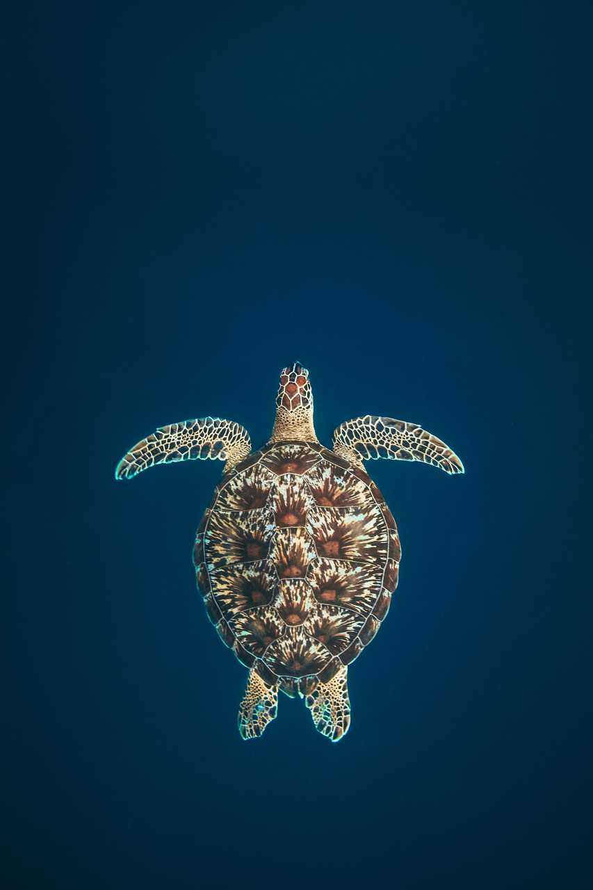 Sea Turtle, iPhone, deep blue ocean water, HD Phone Wallpaper