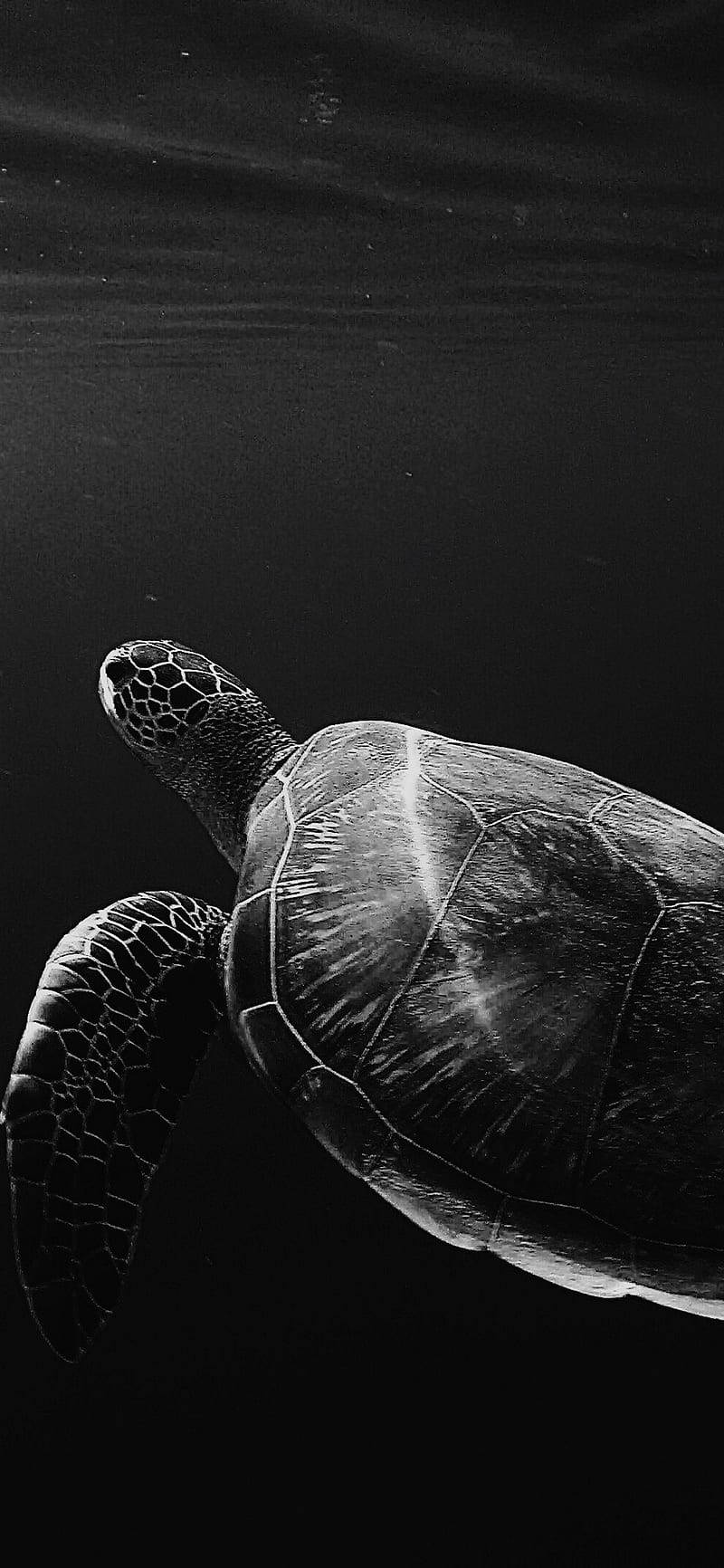 Sea Turtle, black white, iPhone, HD Phone Wallpaper