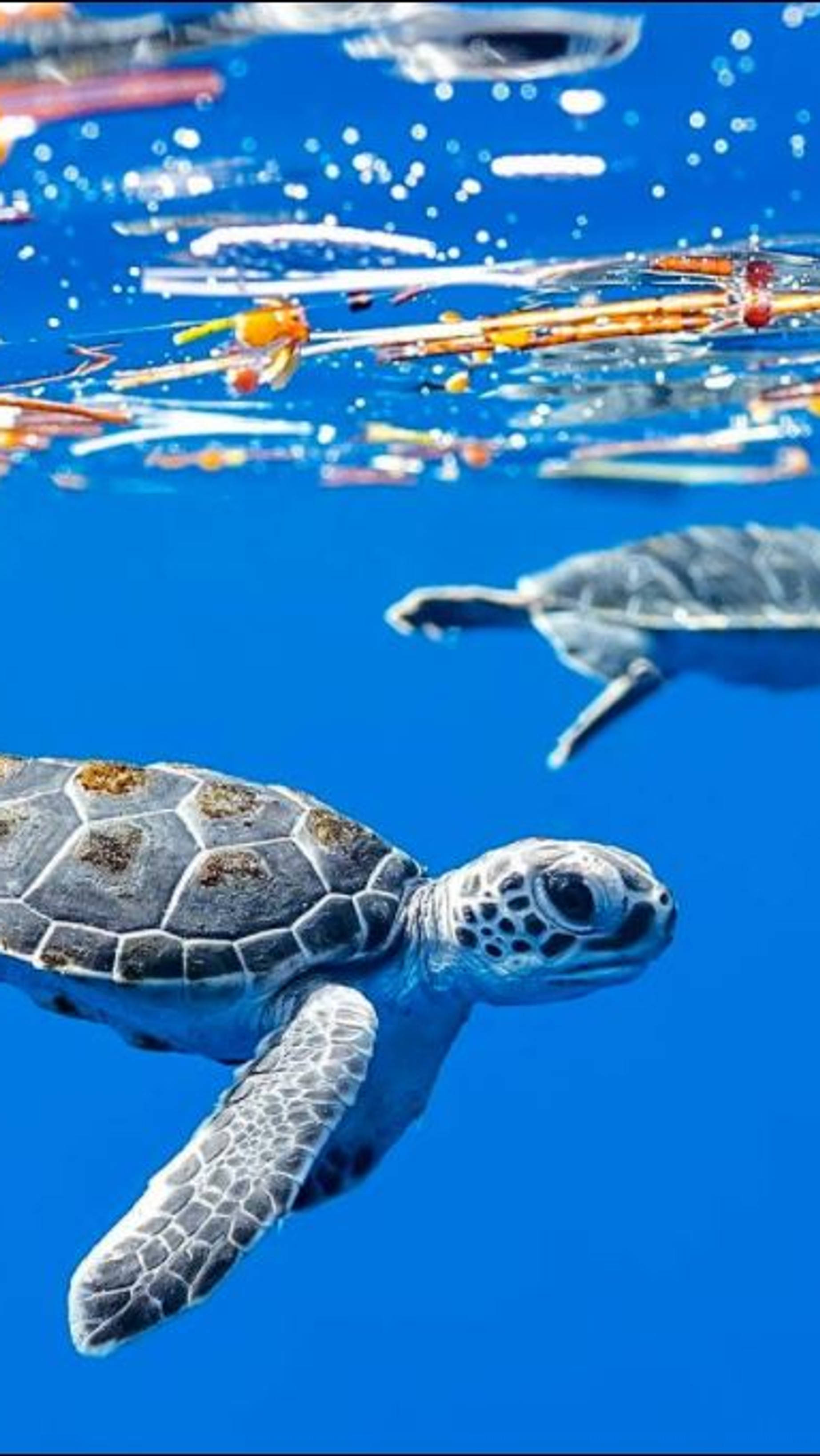 Sea Turtle, ocean depths, crystal clear blue water, 2K Phone Wallpaper