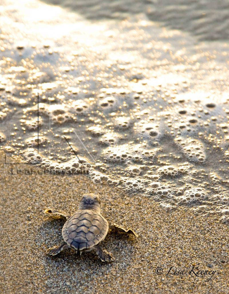sea turtle, hatchling, wet sand, SD Phone Wallpaper