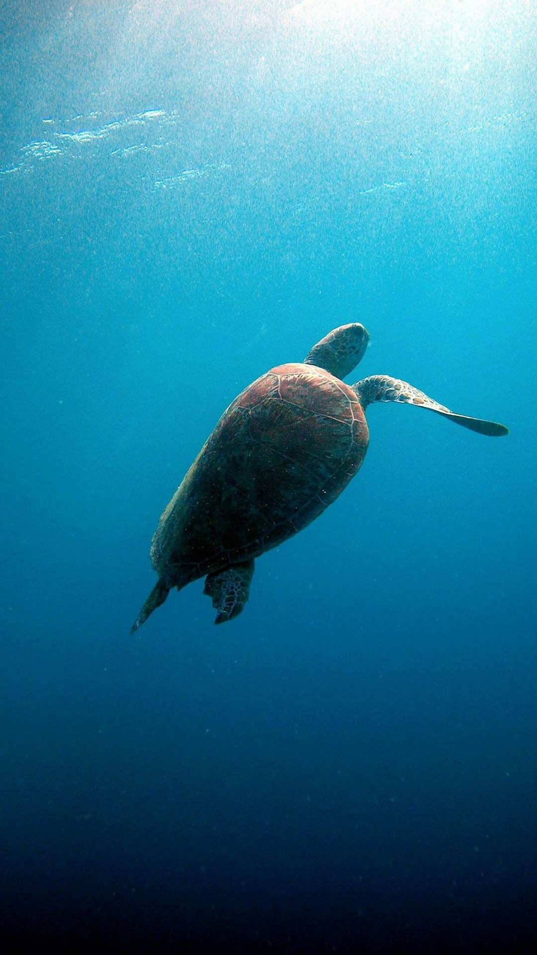 Sea Turtle, sunlight, clear blue ocean water, Full HD Phone Wallpaper