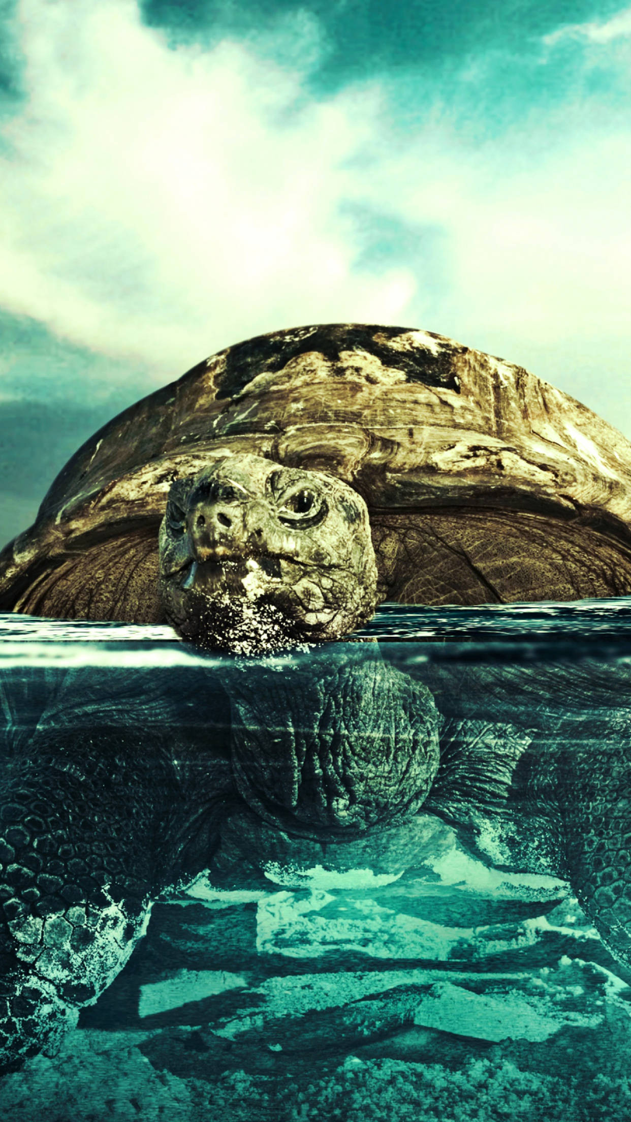 Sea Turtle, tortoise, turquoise water, Full HD Phone Wallpaper