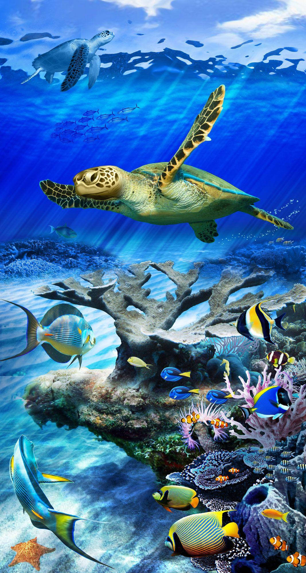Sea Turtle, colorful coral reefs, tropical fish, Full HD Phone Wallpaper