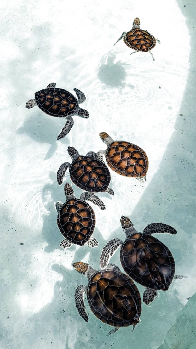 cute sea turtles, baby sea turtles, clear shallow water, HD Phone Wallpaper