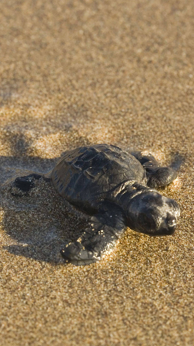 sea turtle, crystal clear ocean waters, golden sand, HD Phone Wallpaper