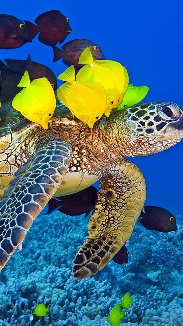 sea turtle, crystal clear ocean, vibrant blue waters, SD Phone Wallpaper