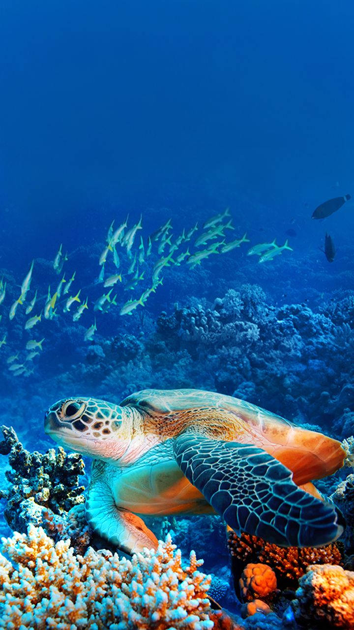 Sea Turtle iPhone, green sea turtle, vibrant coral reefs, HD Phone Wallpaper
