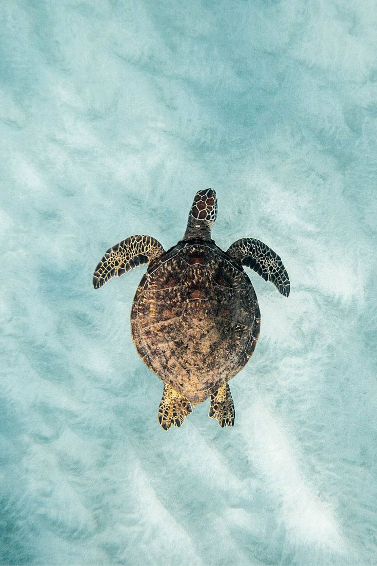 Sea Turtle, Deep Blue Sea, turquoise water, SD Phone Wallpaper