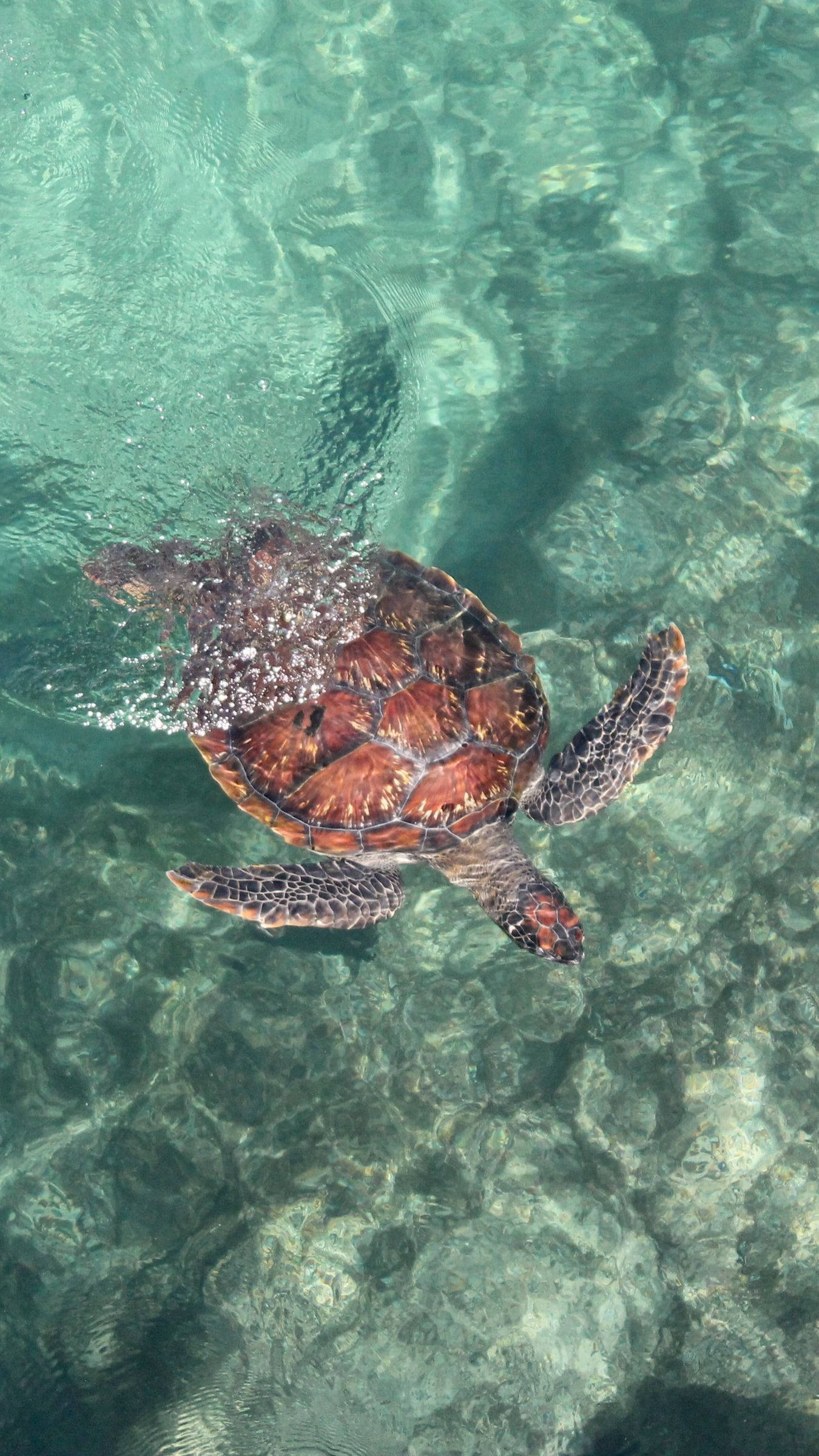 Sea Turtle, turquoise water, sunlit rocky seabed, Full HD Phone Wallpaper