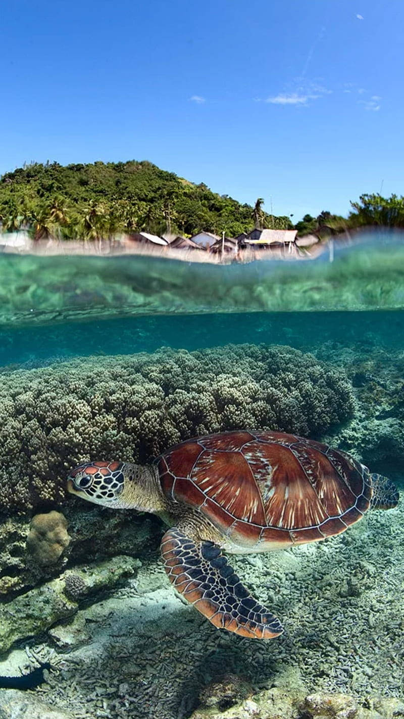 Sea Turtle, coral reefs, crystal clear water, HD Phone Wallpaper
