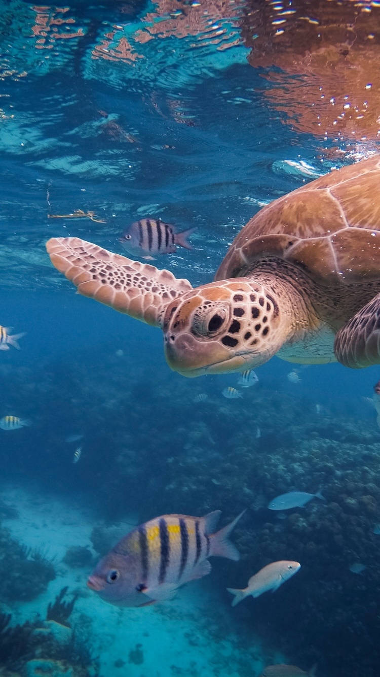 sea turtle, underwater scene, colorful striped fish, HD Phone Wallpaper