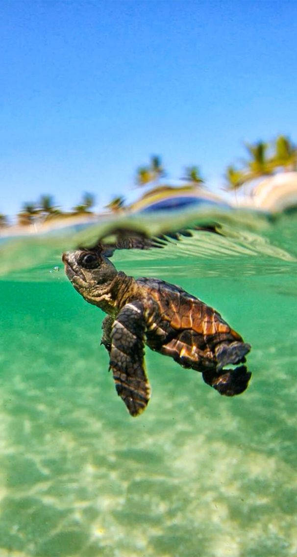 baby sea turtle, ocean, tropical beach, SD Phone Wallpaper