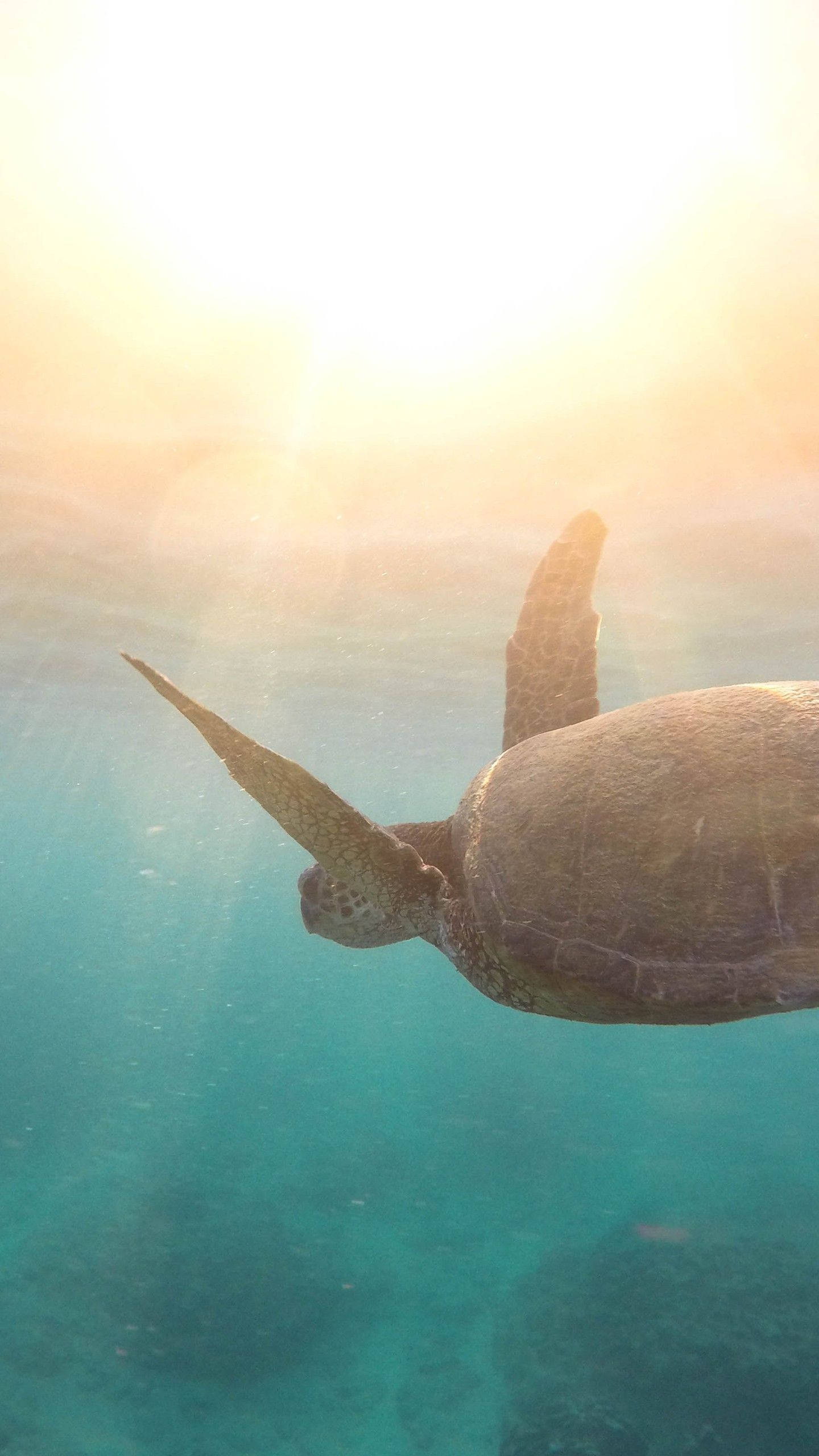 sea turtle, turquoise waters, golden sunlight, 2K Phone Wallpaper