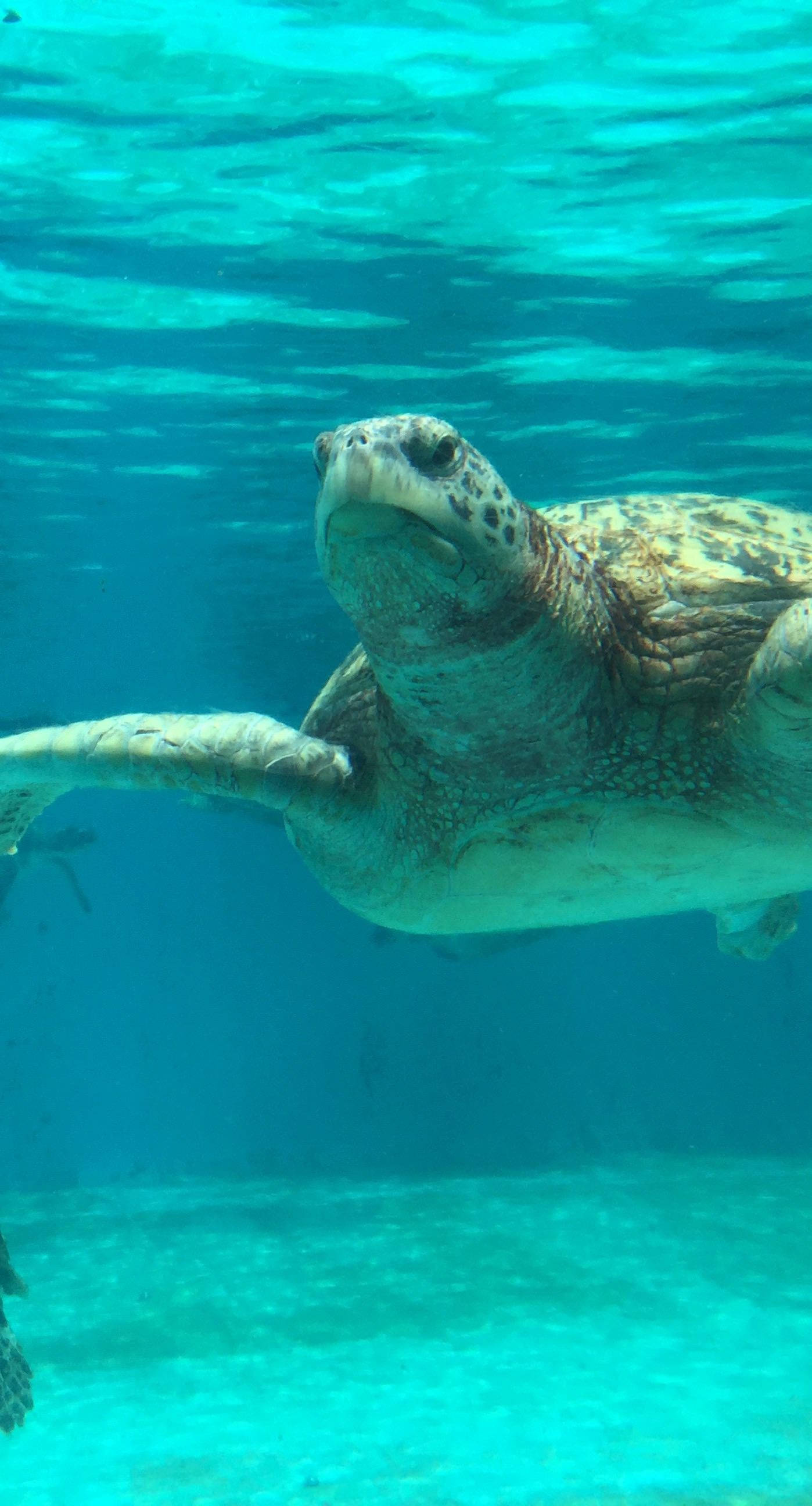 sea turtle, turquoise water, sunlight filtering, 2K Phone Wallpaper