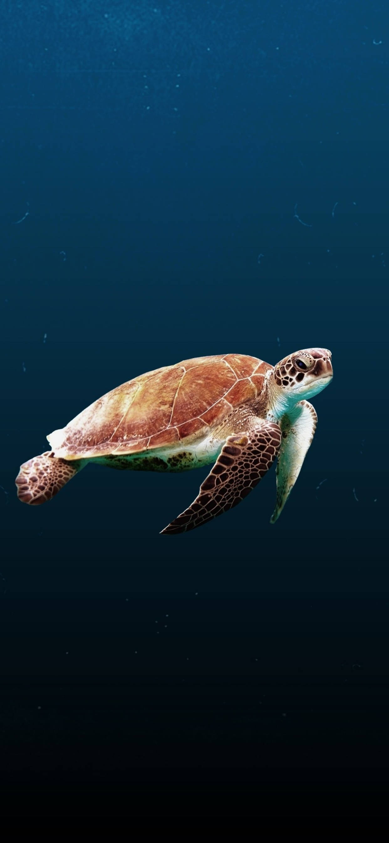 Sea Turtle, side view, iPhone, 2K Phone Wallpaper