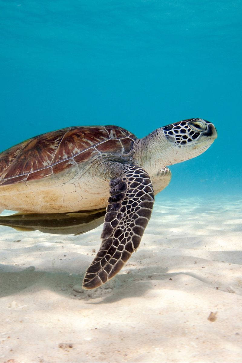 Sea Turtle, tropical blue waters, clear turquoise water, SD Phone Wallpaper