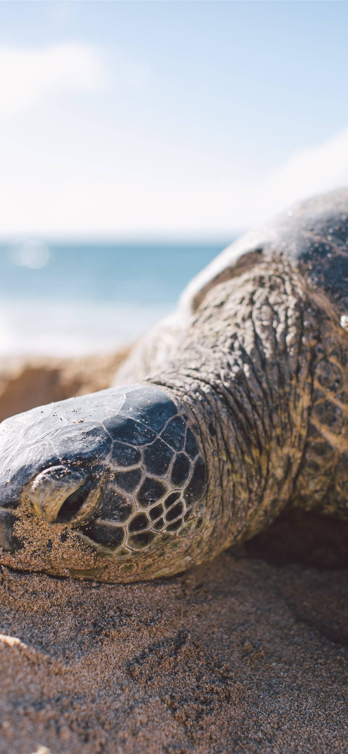 Sea Turtle, Black, Coral Reef, Full HD Phone Wallpaper