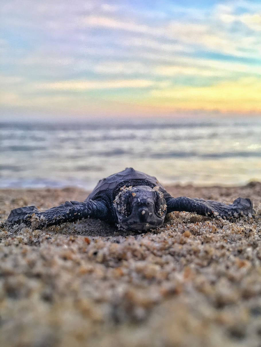 sea turtle, sandy beach, sunset, SD Phone Wallpaper