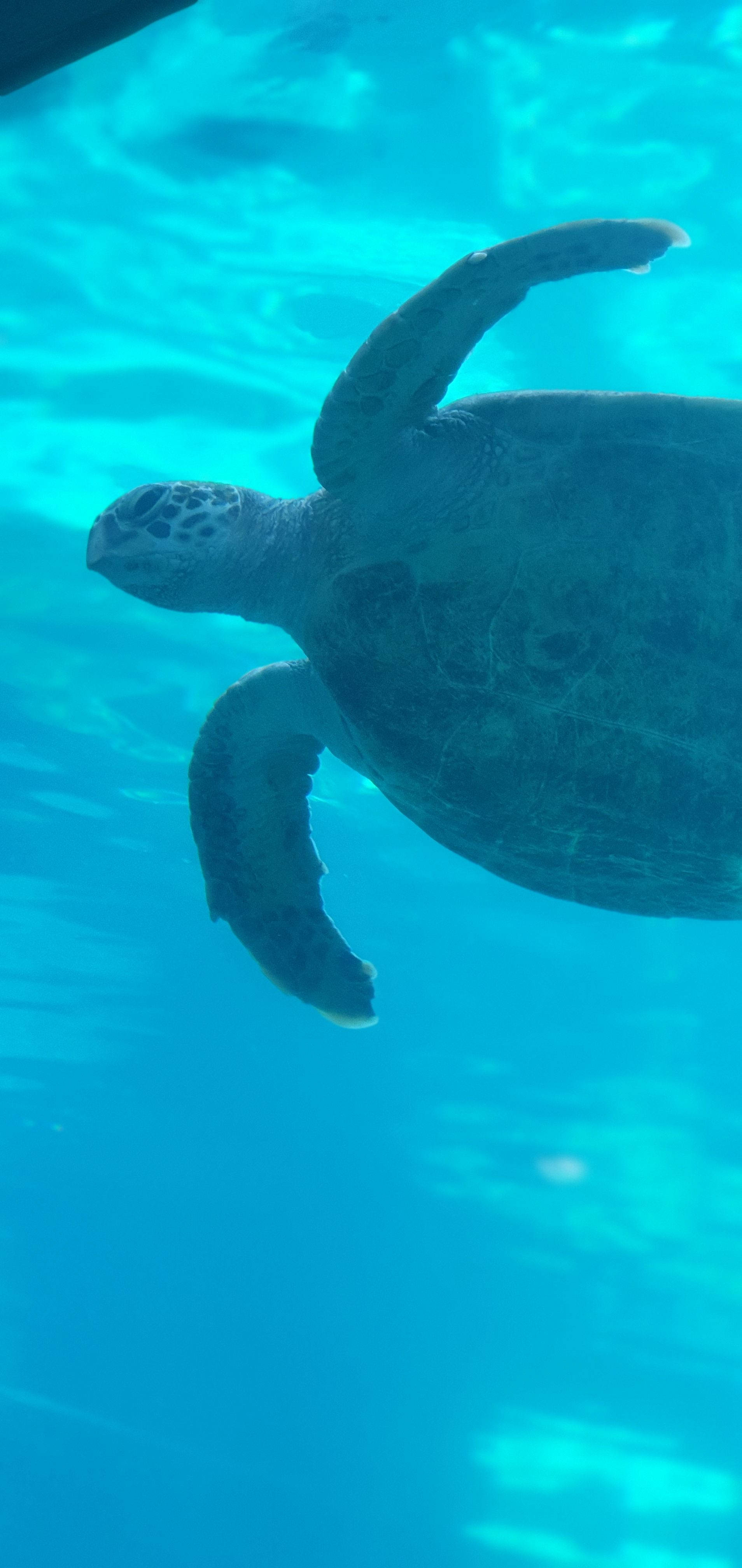 sea turtle, turquoise water, sunlight filtering, 4K Phone Wallpaper
