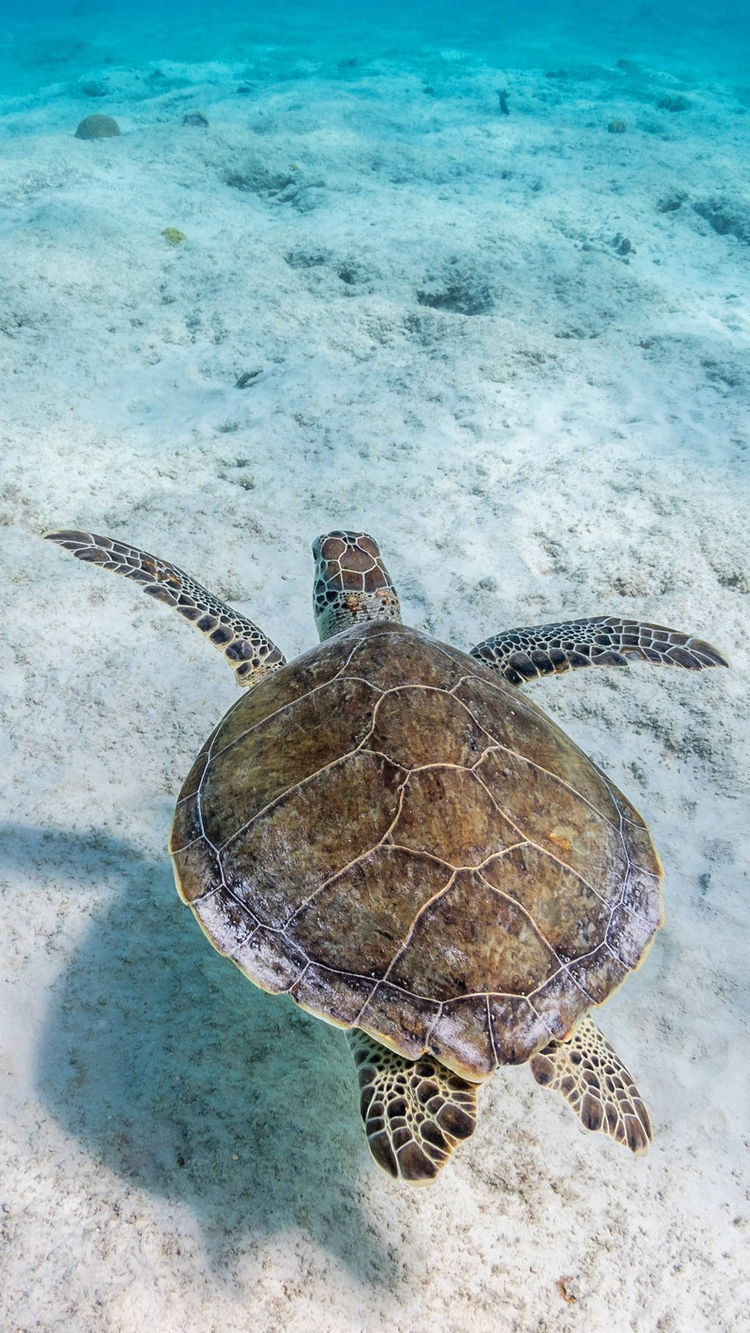 sea turtle, iPhone, green sea turtle, Full HD Phone Wallpaper