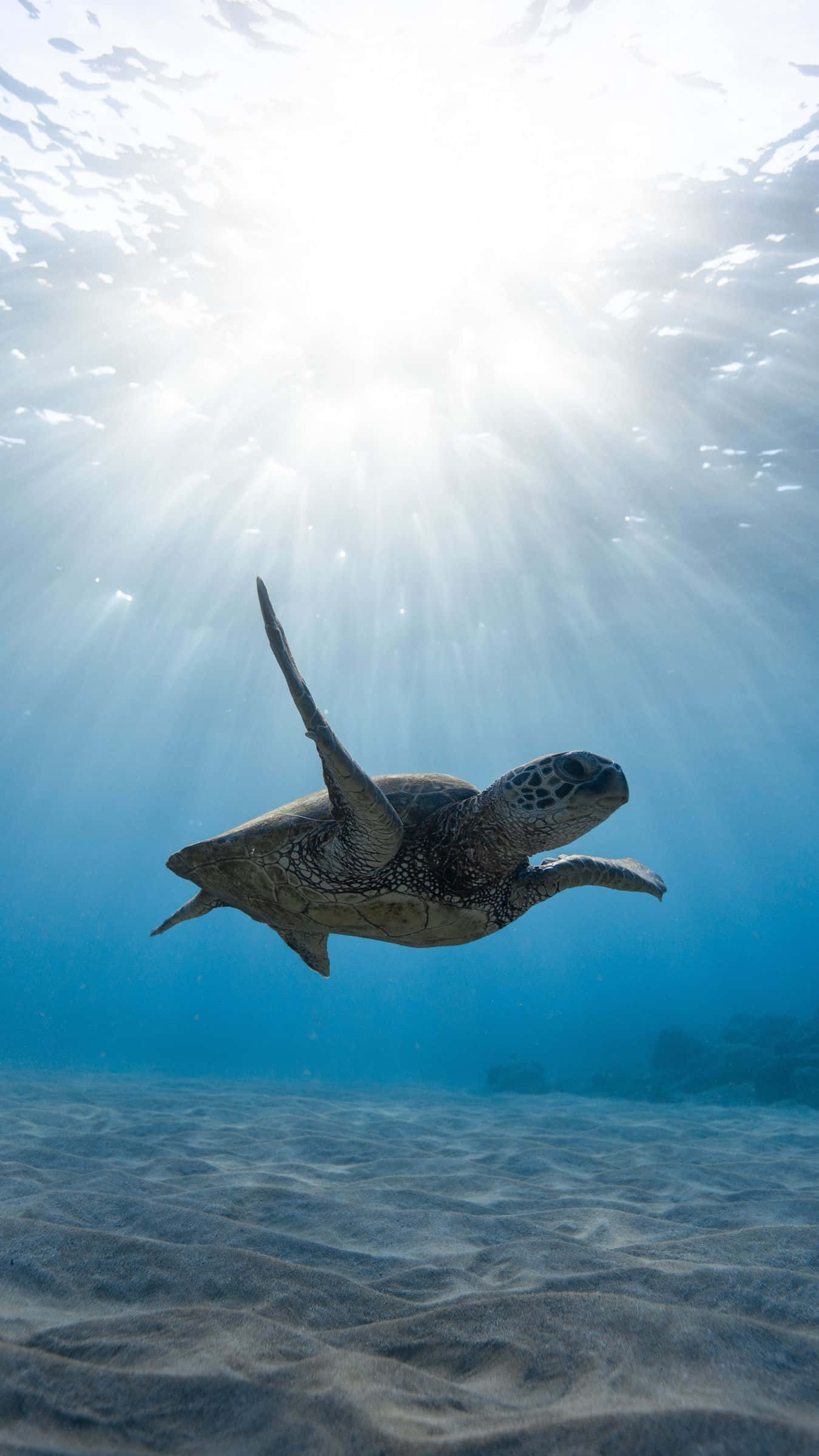 sea turtle, sunlight beams, clear blue water, Full HD Phone Wallpaper