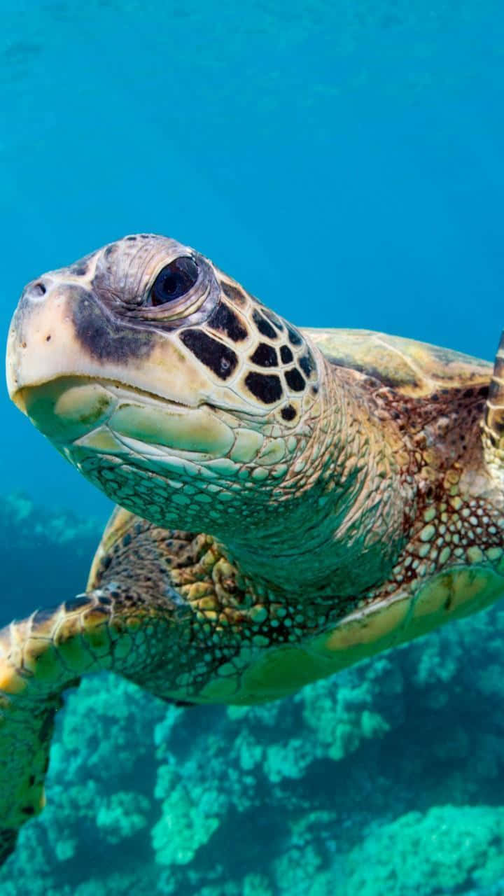 green sea turtle, turquoise waters, vibrant coral reefs, HD Phone Wallpaper