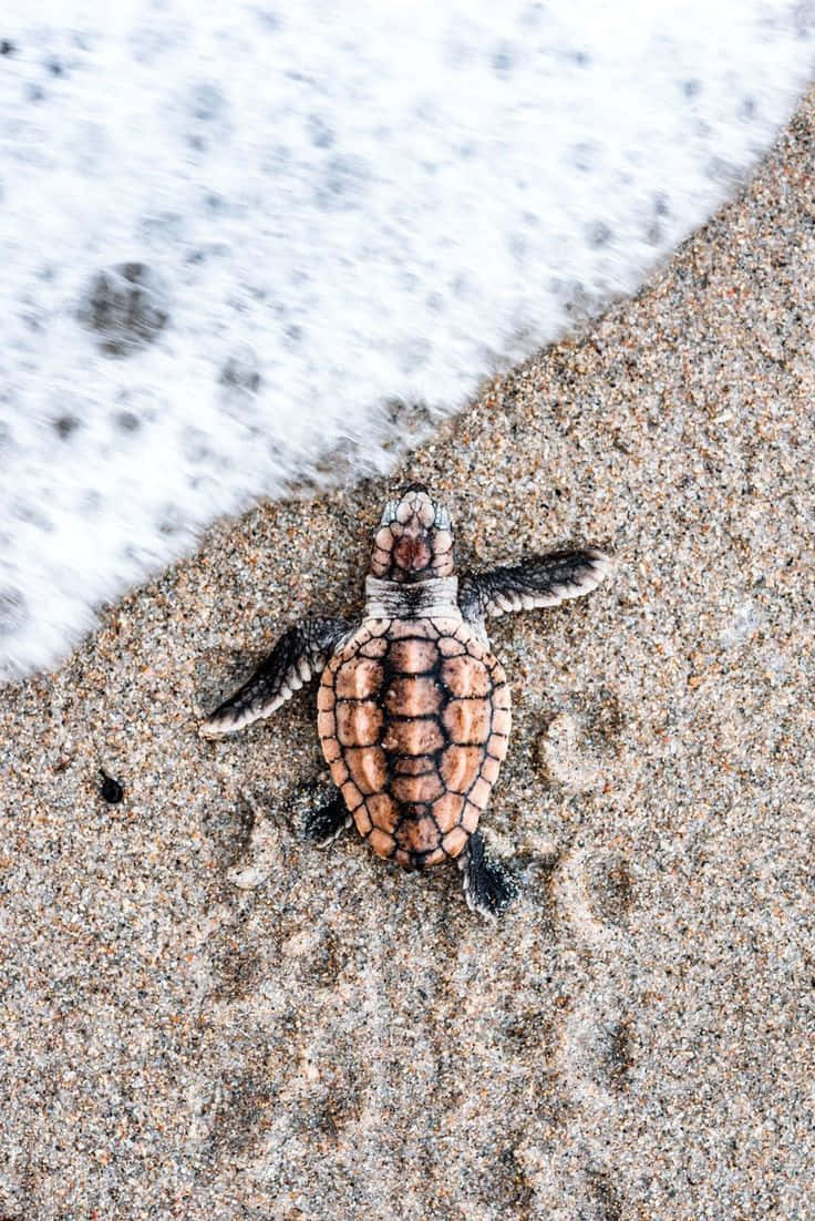 baby sea turtle, patterned shell, wet sand, SD Phone Wallpaper