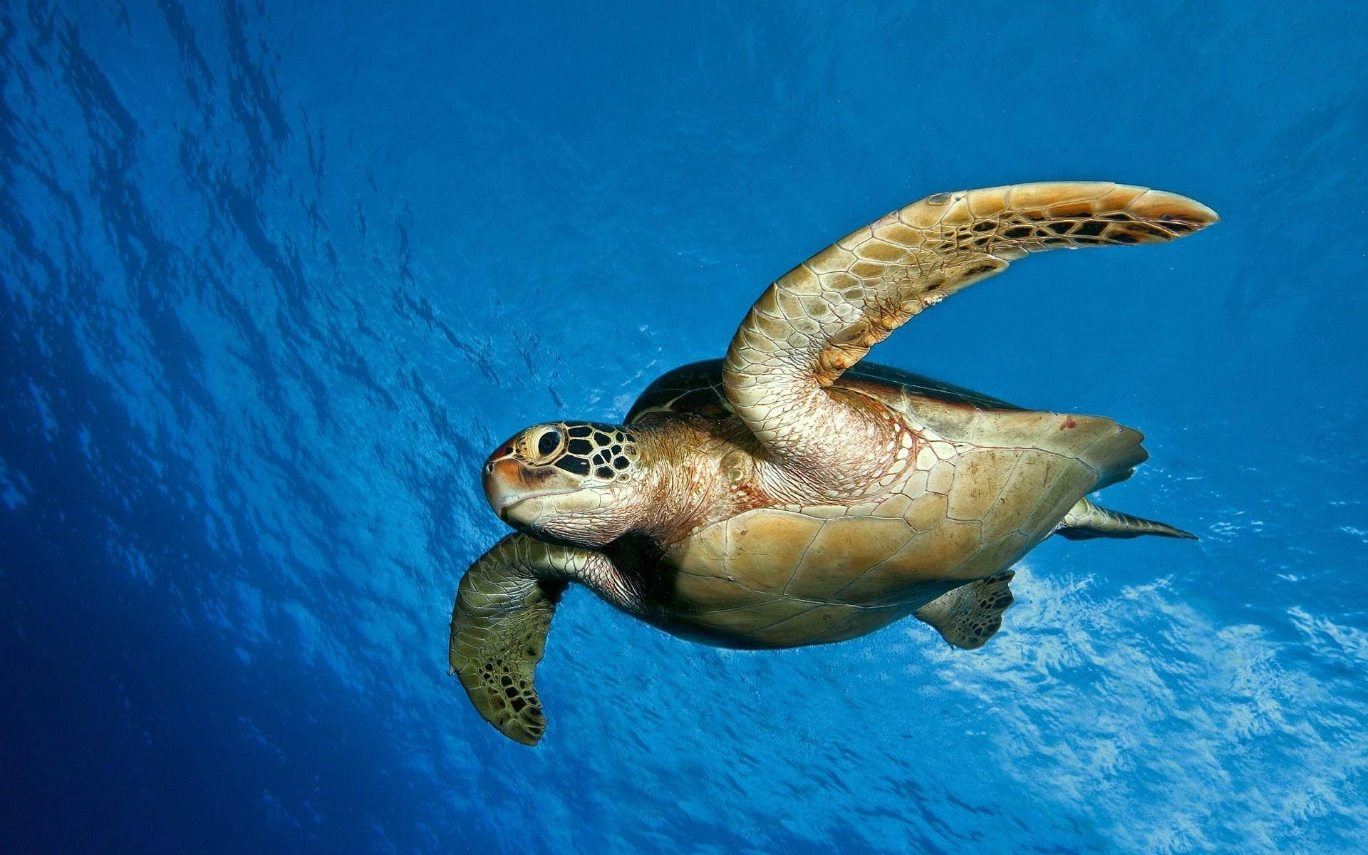 diving sea turtle, green sea turtle, clear blue ocean water, Full HD Desktop Wallpaper