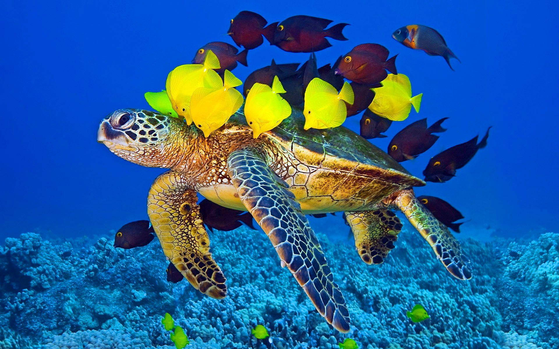 sea turtle, bright yellow fish, dark fish, Full HD Desktop Wallpaper