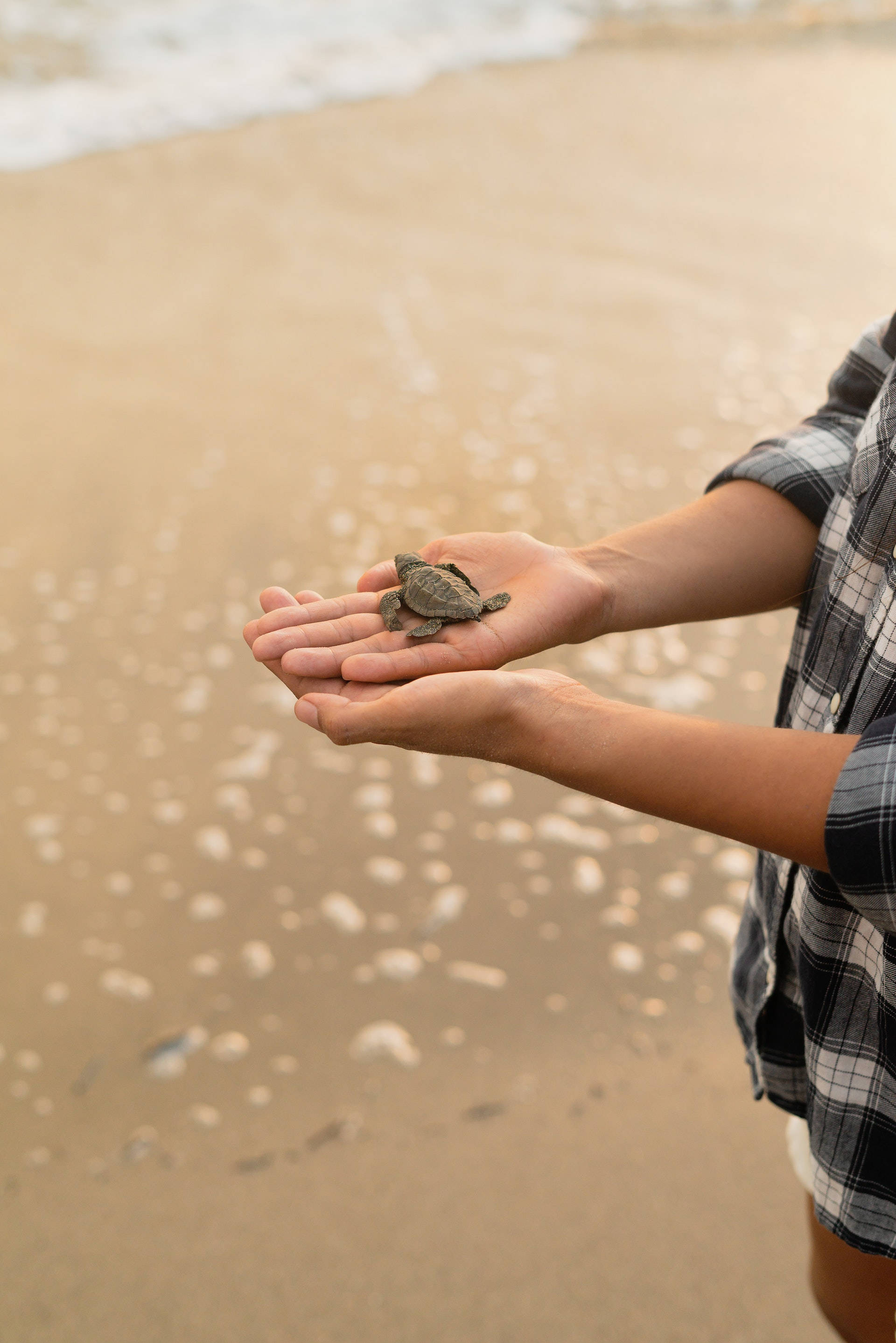 sea turtle, hatchling, sunlit sandy beach, 2K Phone Wallpaper