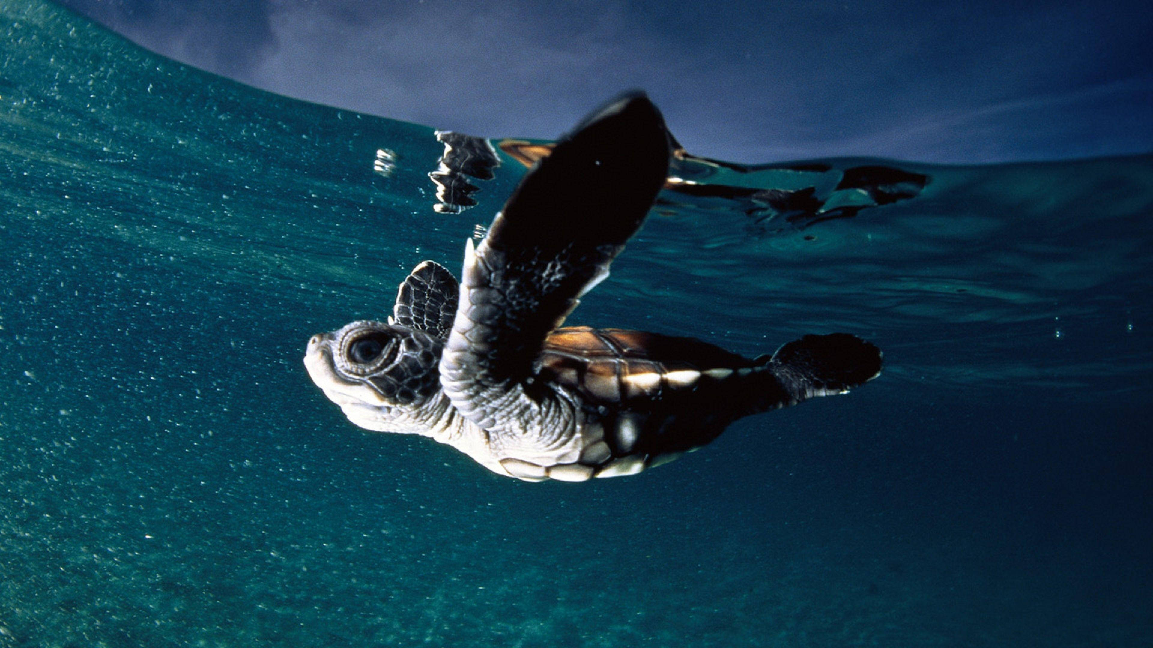 baby sea turtle, swimming, underwater, 4K Desktop Wallpaper