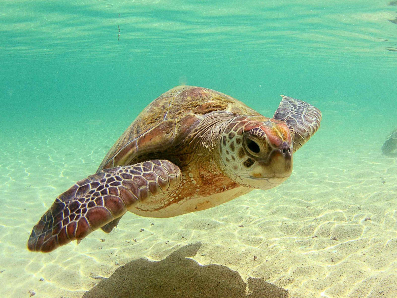 green sea turtle, turquoise water, sandy ocean floor, HD Desktop Wallpaper