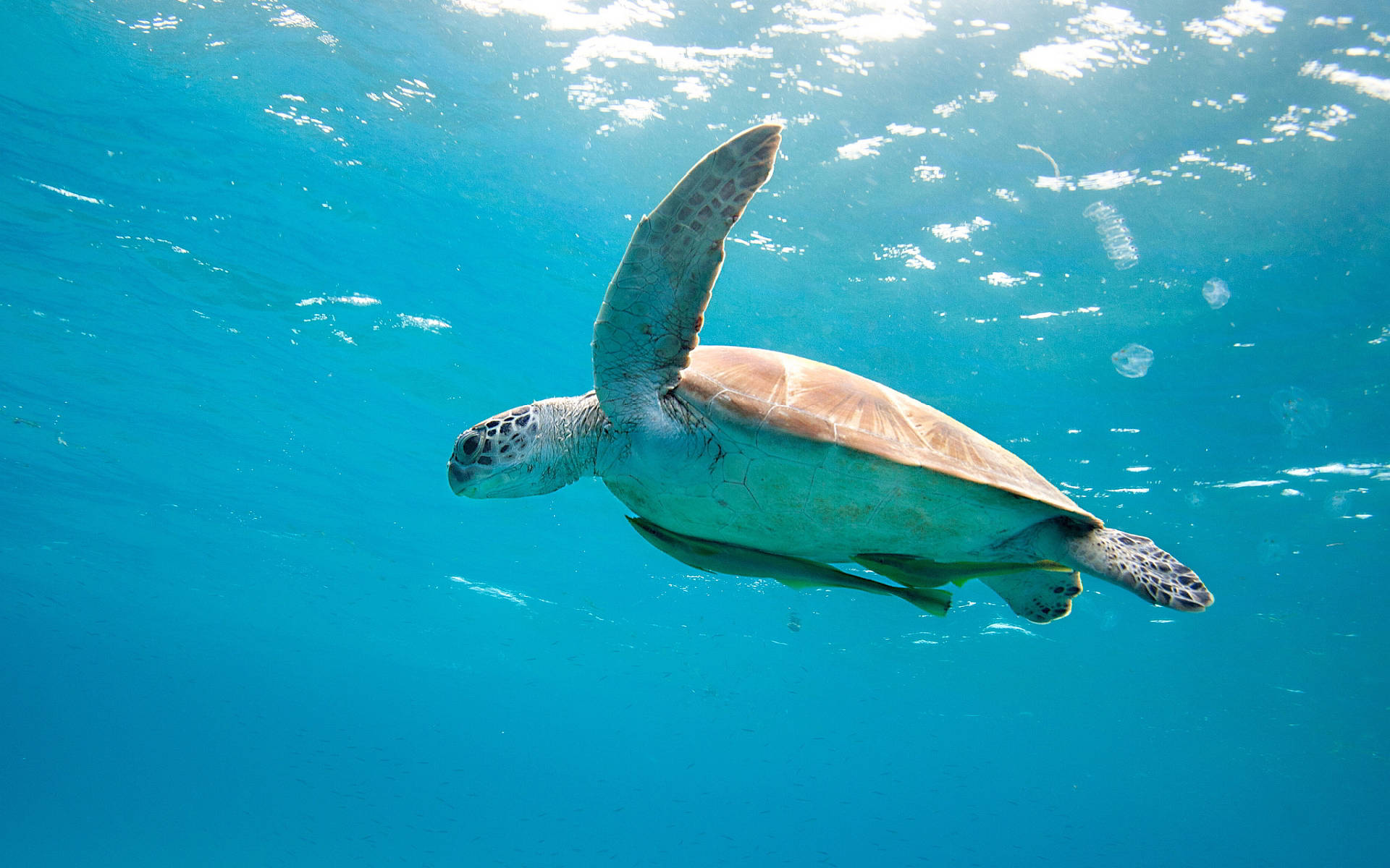 slowpoke, sea turtle, turquoise waters, Full HD Desktop Wallpaper
