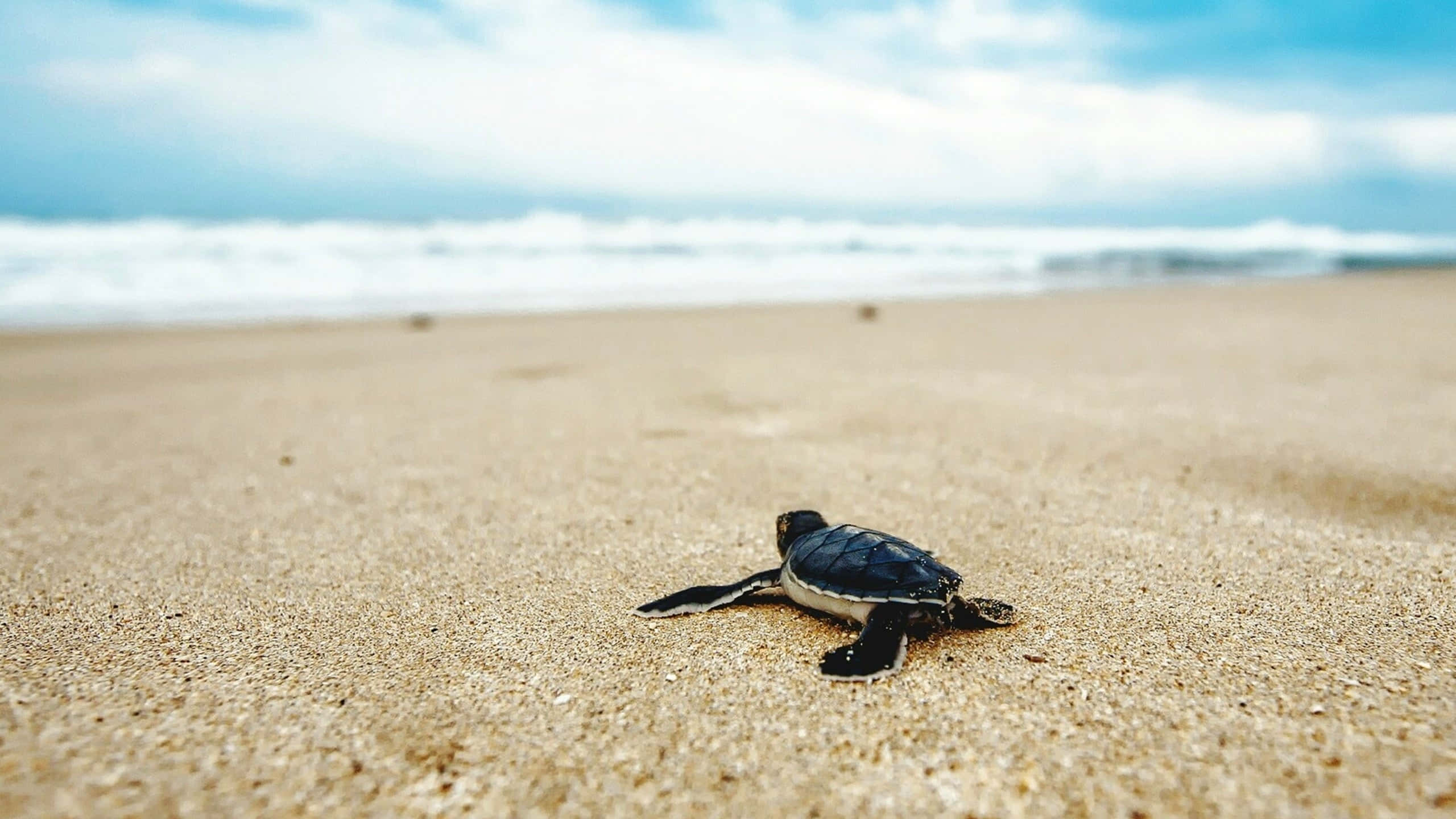 baby sea turtle, golden sand, ocean, 2K Desktop Wallpaper