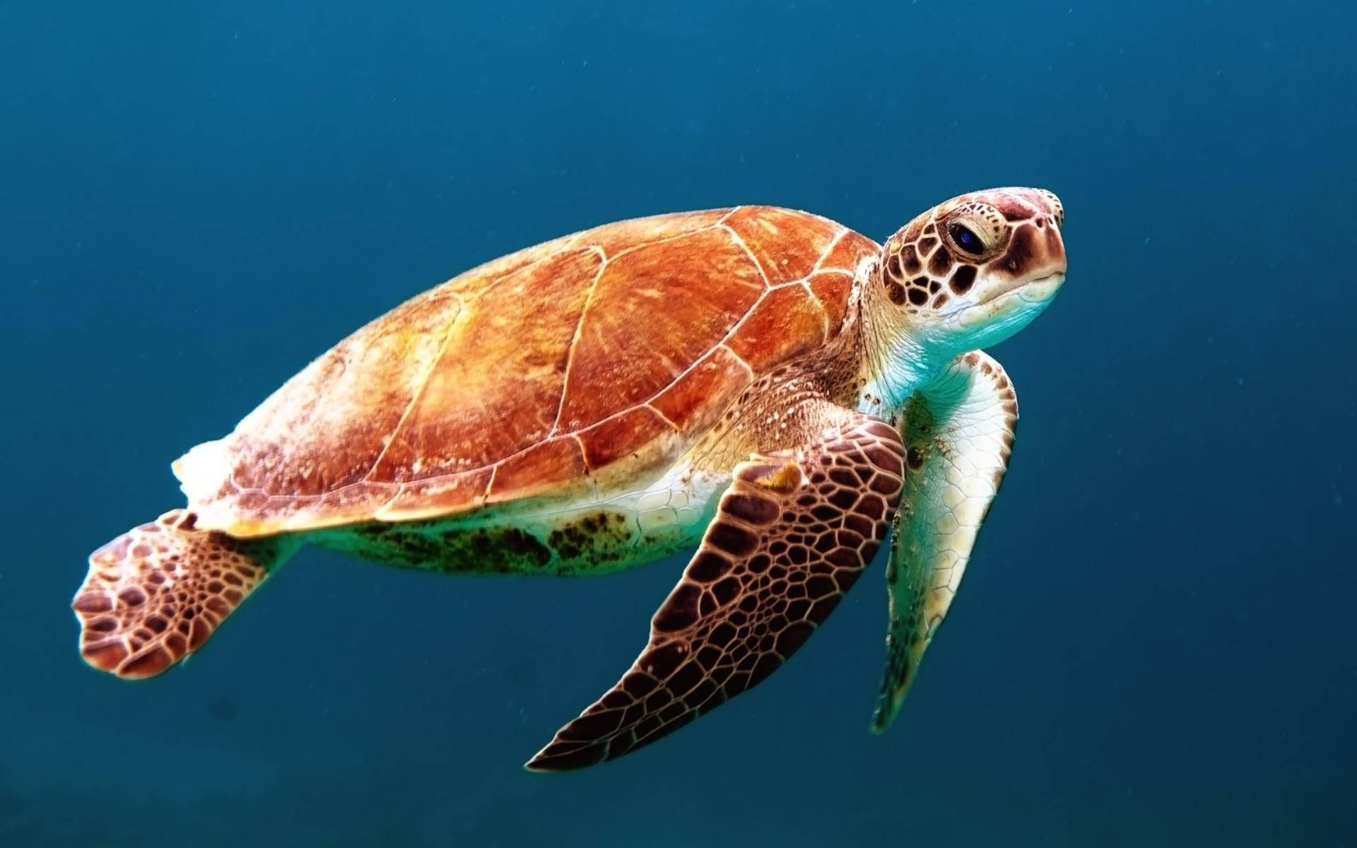 sea turtle, brown bony shell, green sea turtle, Full HD Desktop Wallpaper