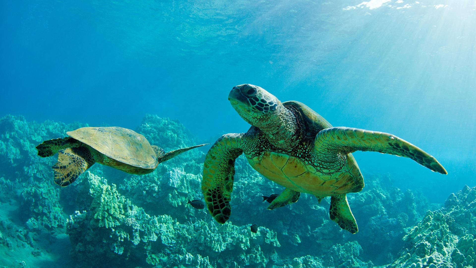 green sea turtles, sunlit turquoise waters, vibrant coral reef, Full HD Desktop Wallpaper