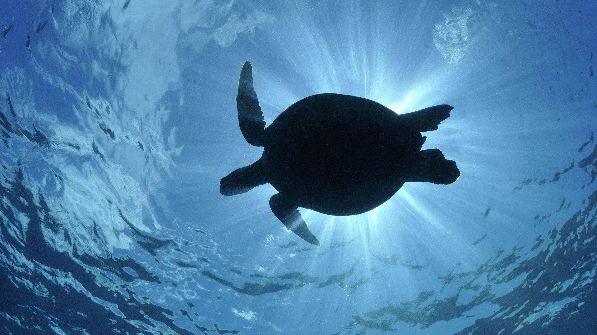 silhouetted sea turtle, sunlight beams, rippling blue ocean surface, Full HD Desktop Wallpaper