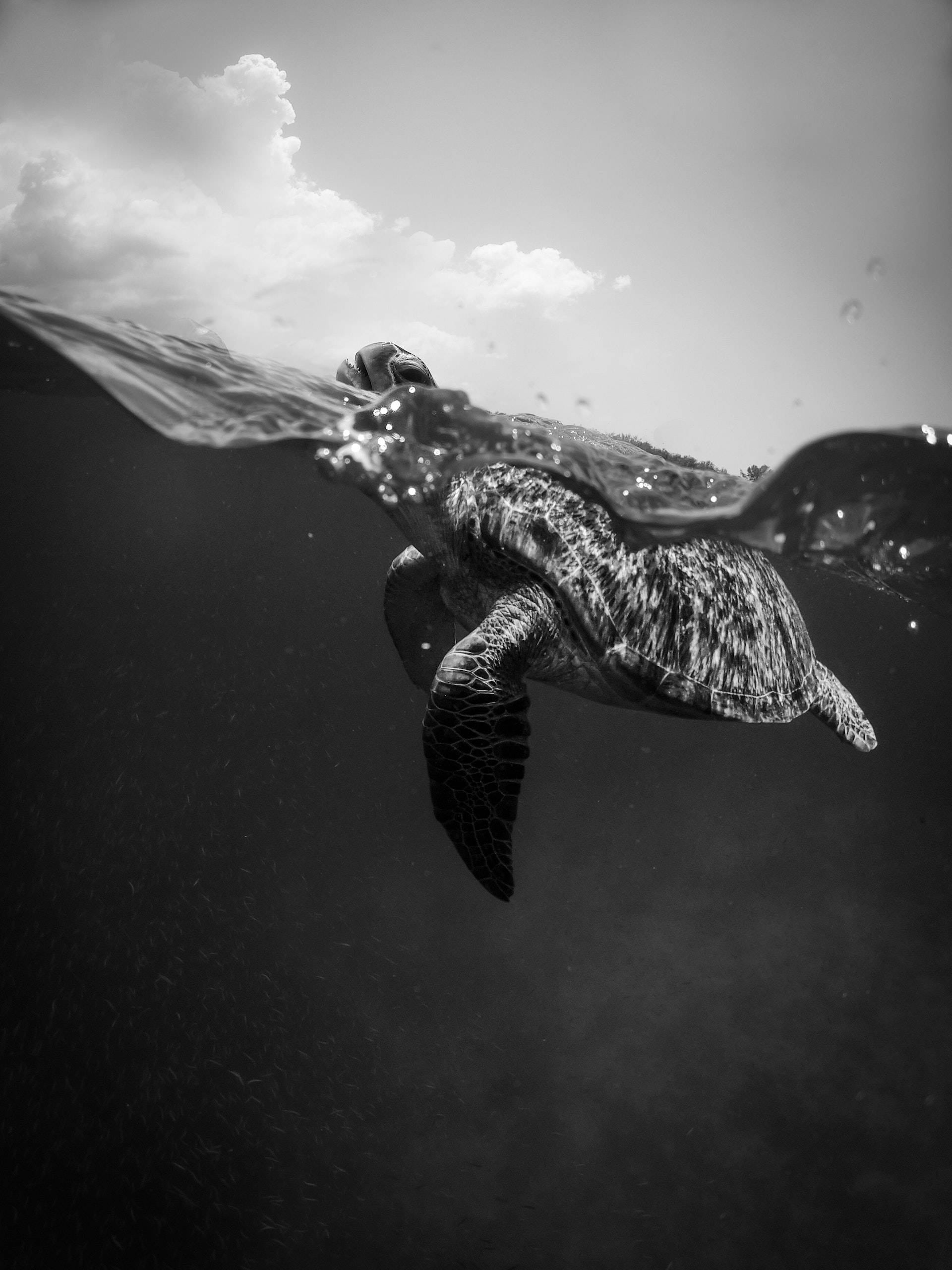 sea turtle, black and white shot, water's surface, 2K Phone Wallpaper