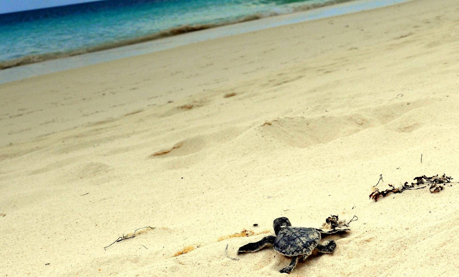 baby turtle, golden sand, turquoise ocean, HD Desktop Wallpaper