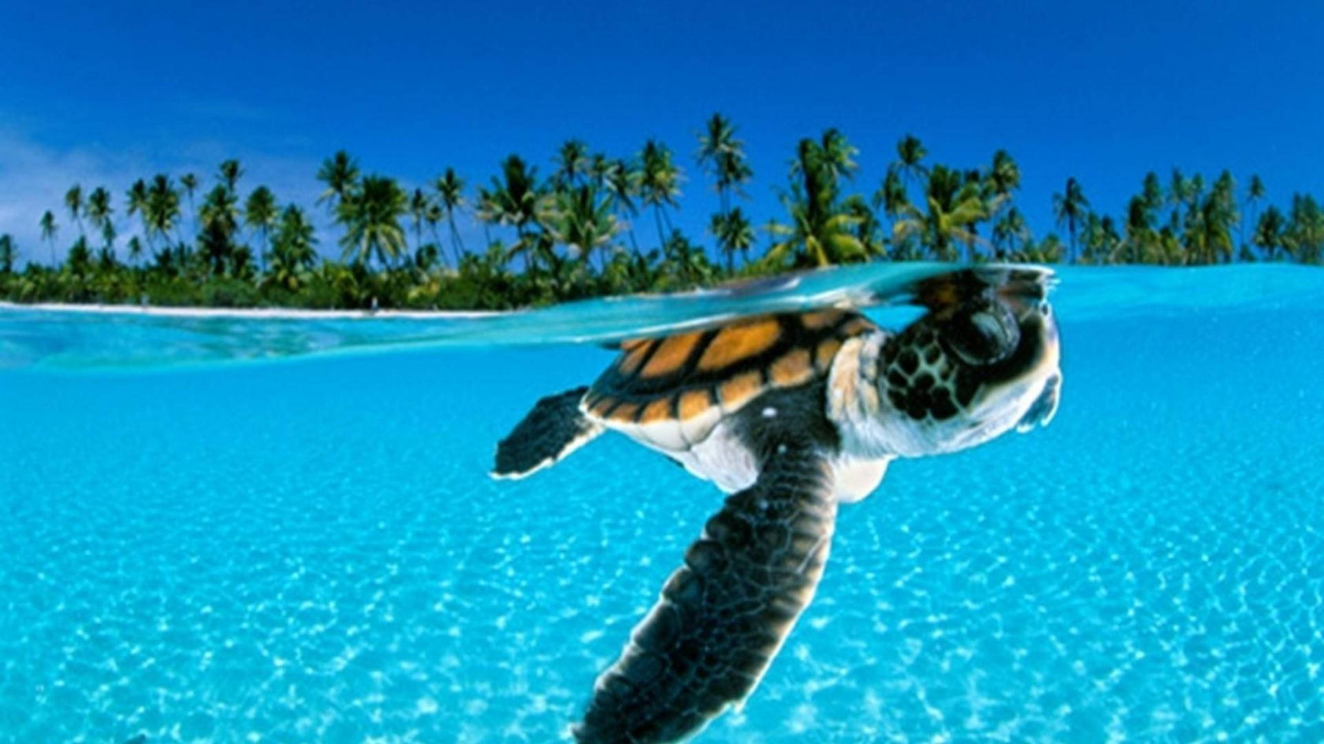 sea turtle, clear blue ocean, tropical island, Full HD Desktop Wallpaper