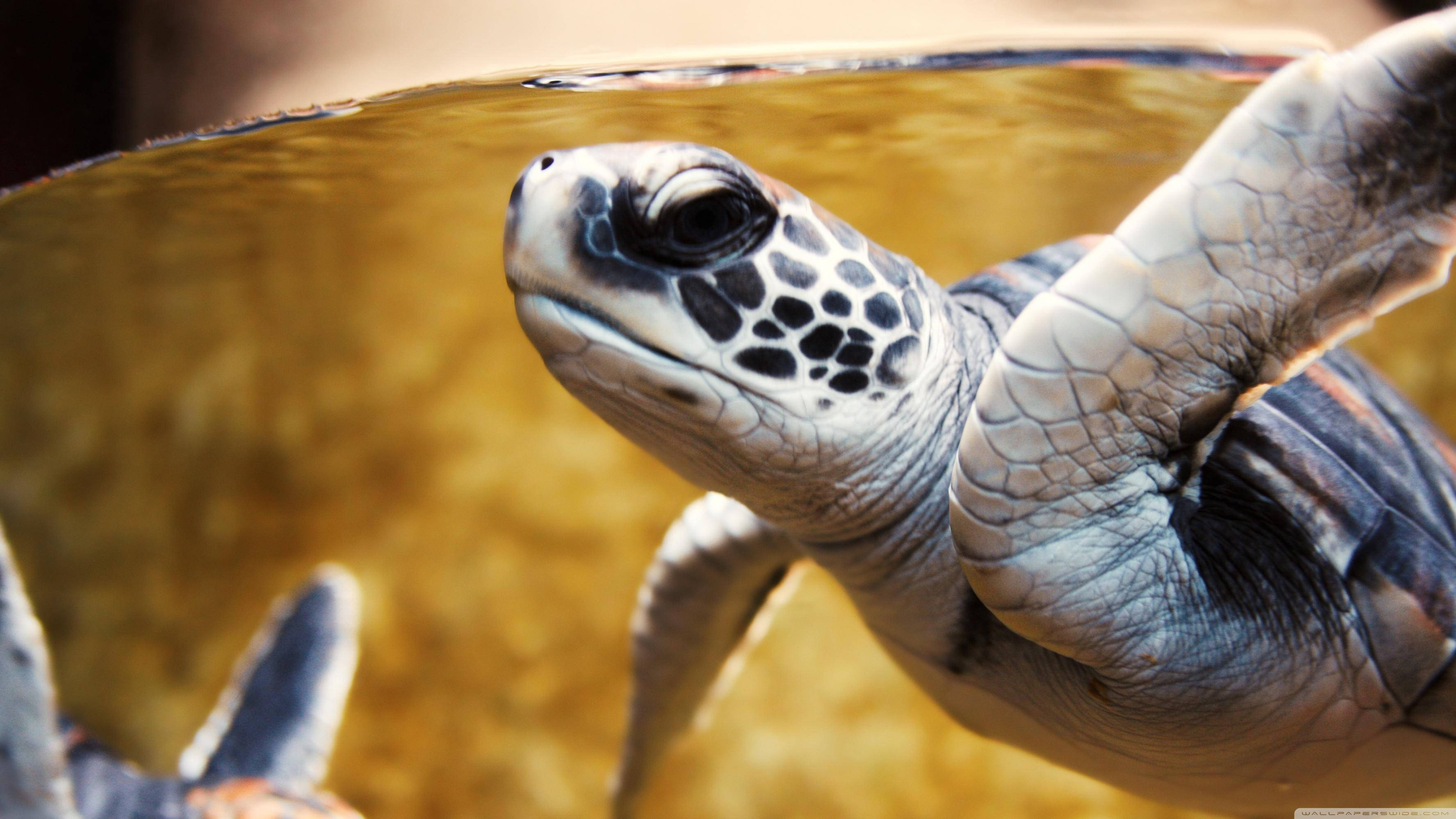 white sea turtle, close-up, golden-hued water, 2K Desktop Wallpaper