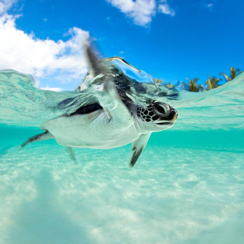 sea turtle, underwater, clear blue sky, SD Desktop Wallpaper