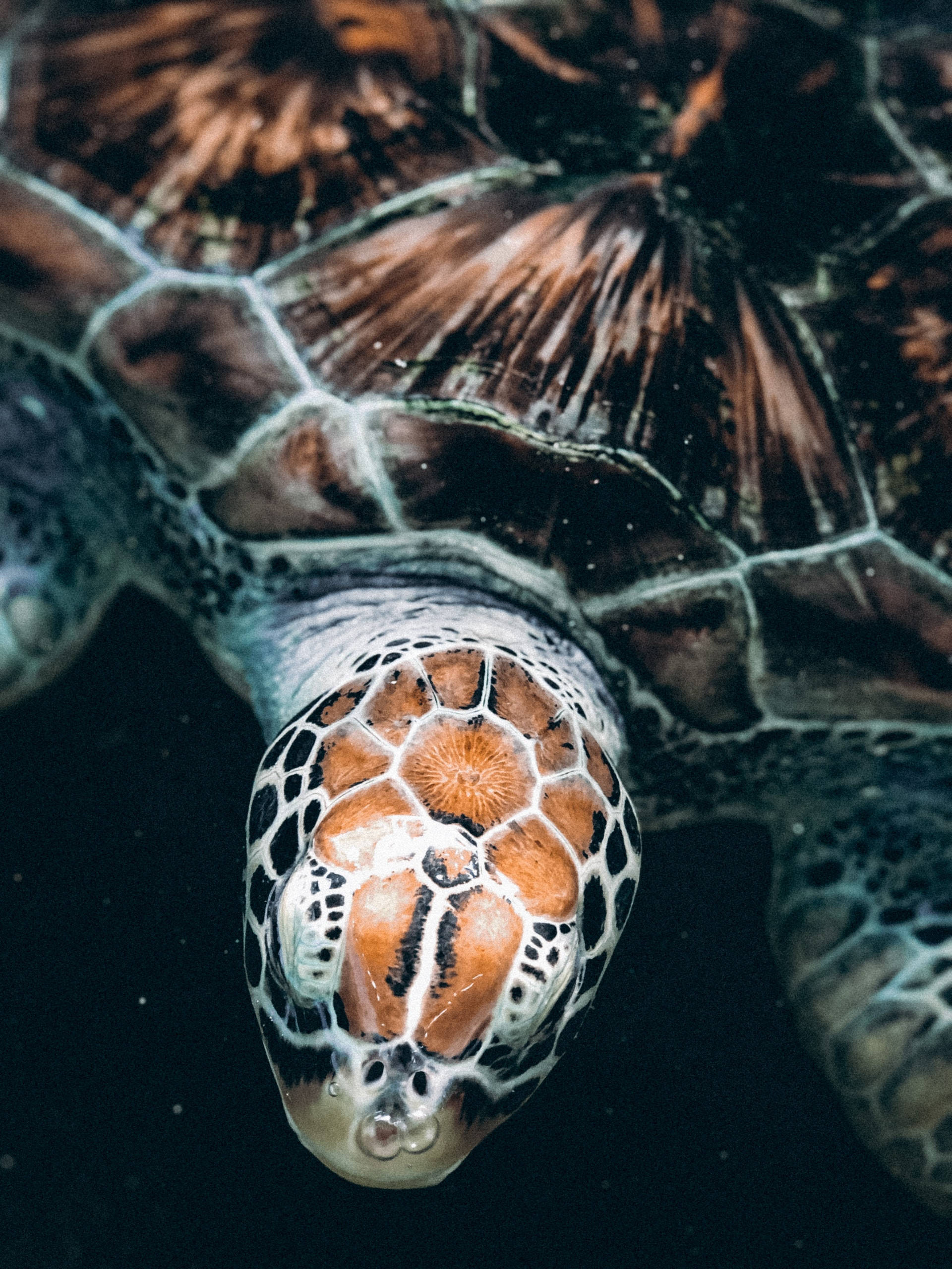 sea turtle, bony shell, orange and black patterns, 2K Phone Wallpaper