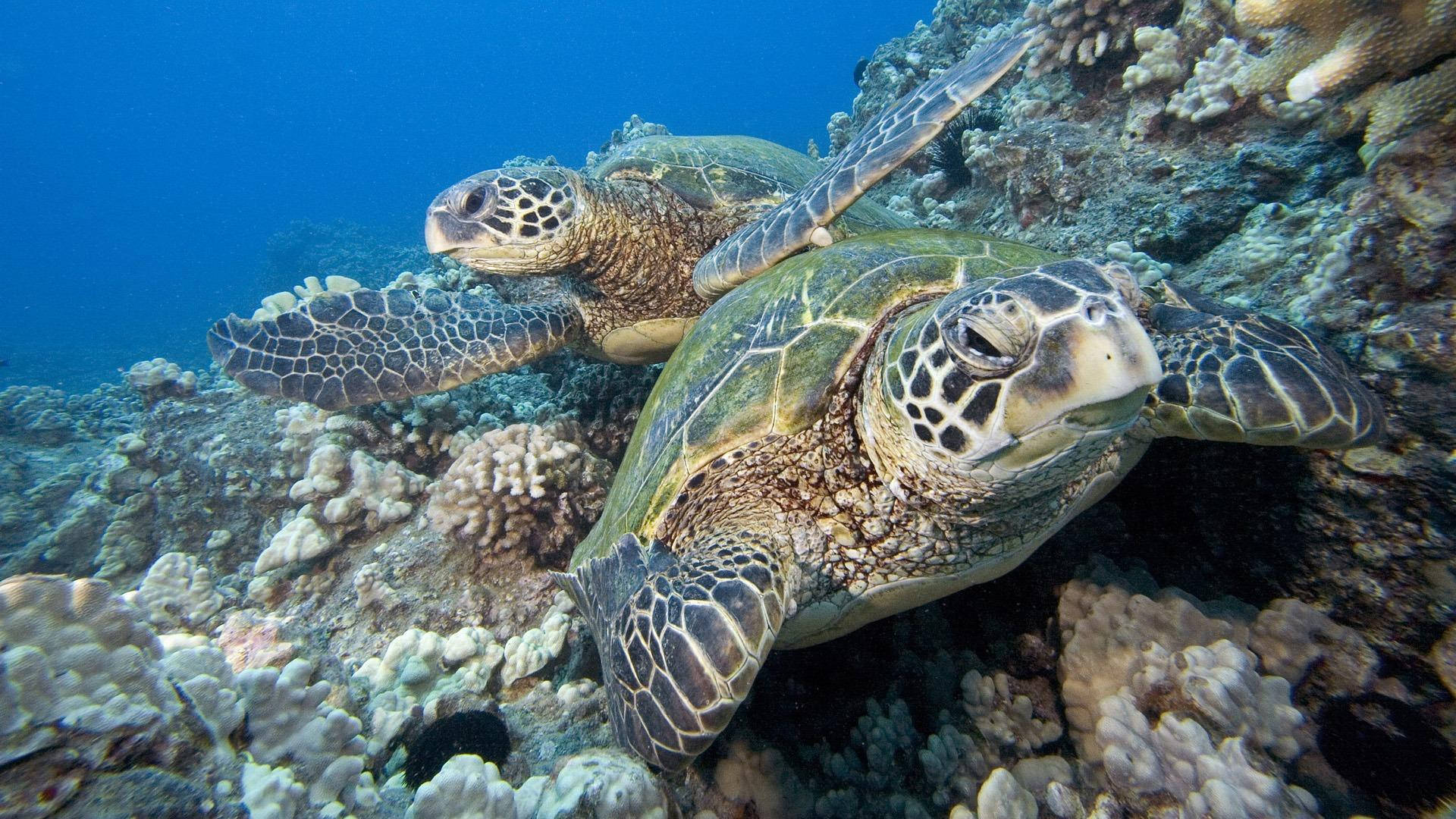 sea turtles, coral reef, vibrant coral reefs, Full HD Desktop Wallpaper