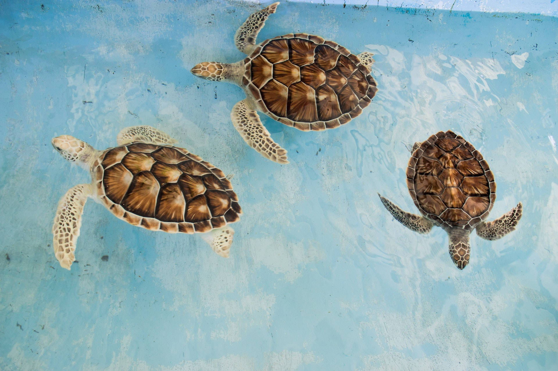 three sea turtles, clear blue water, brown shells, Full HD Desktop Wallpaper