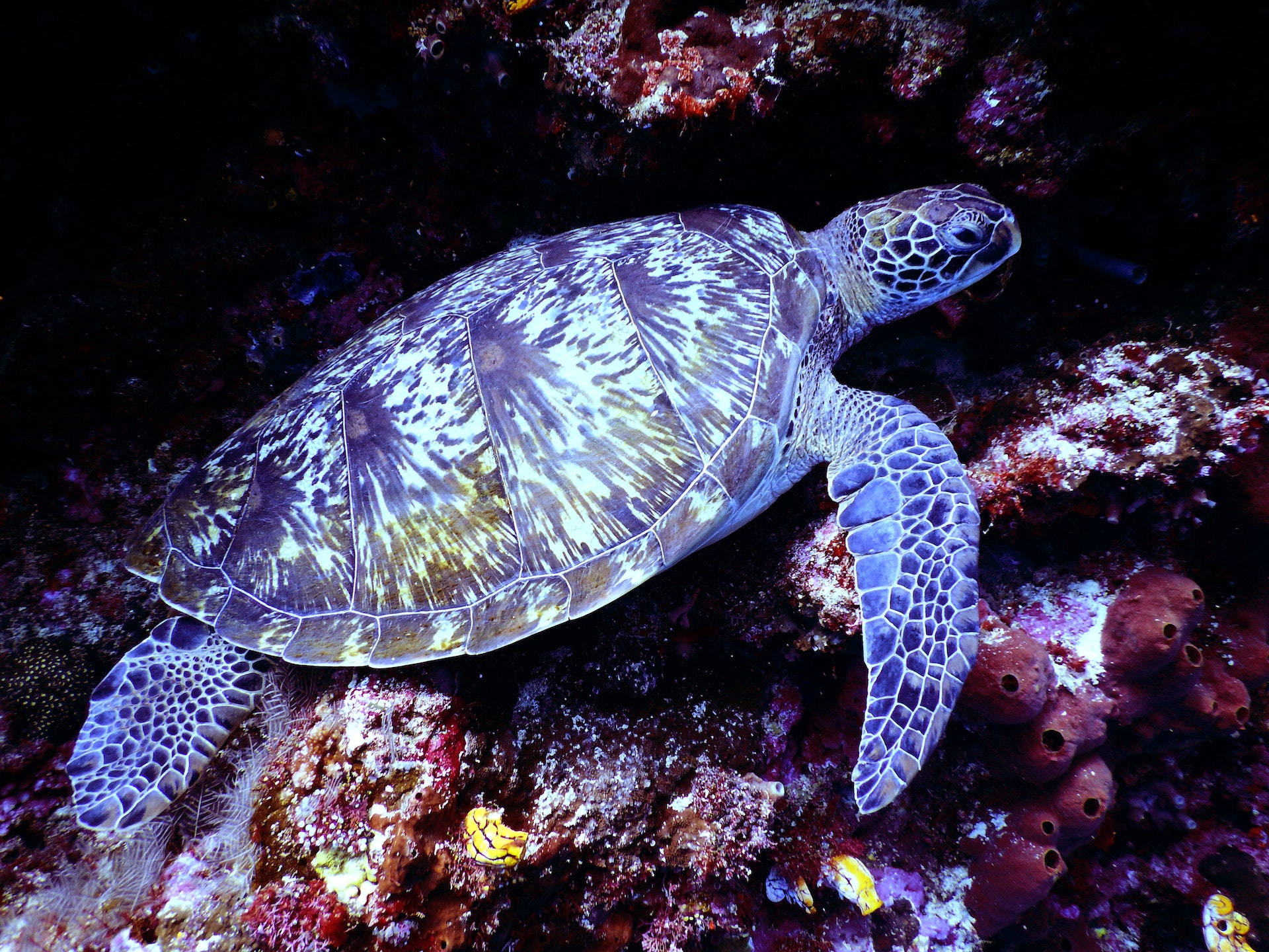 sea turtle, coral reefs, vibrant coral reef, Full HD Desktop Wallpaper
