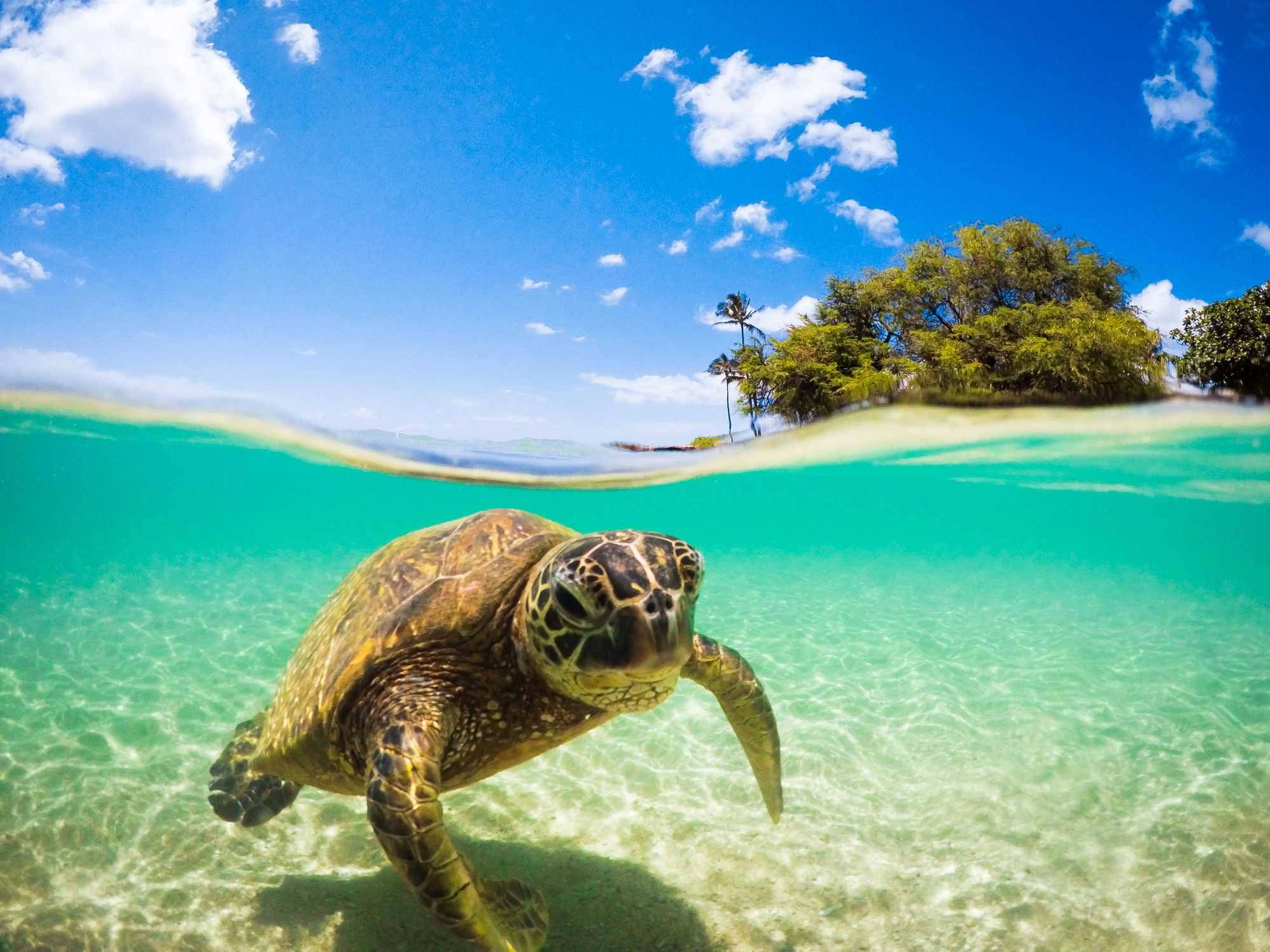 sea turtle, tropical island, crystal clear turquoise water, Full HD Desktop Wallpaper