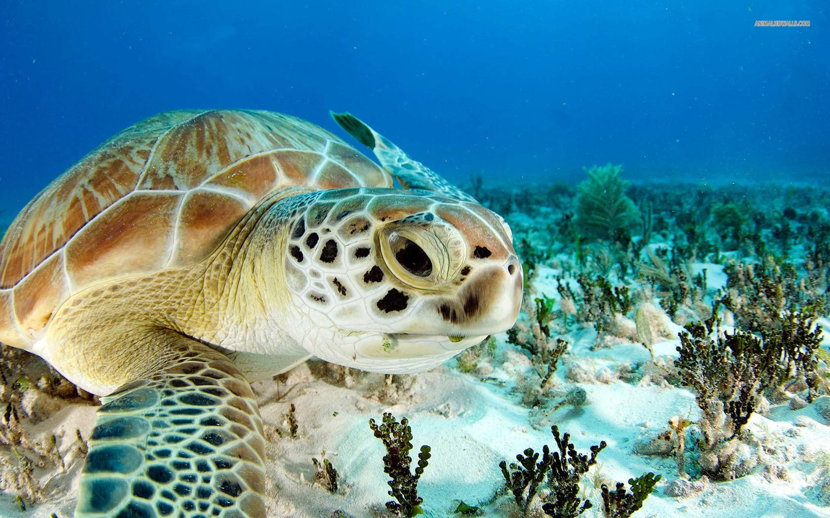 sea turtle, sandy ocean floor, coral, HD Desktop Wallpaper