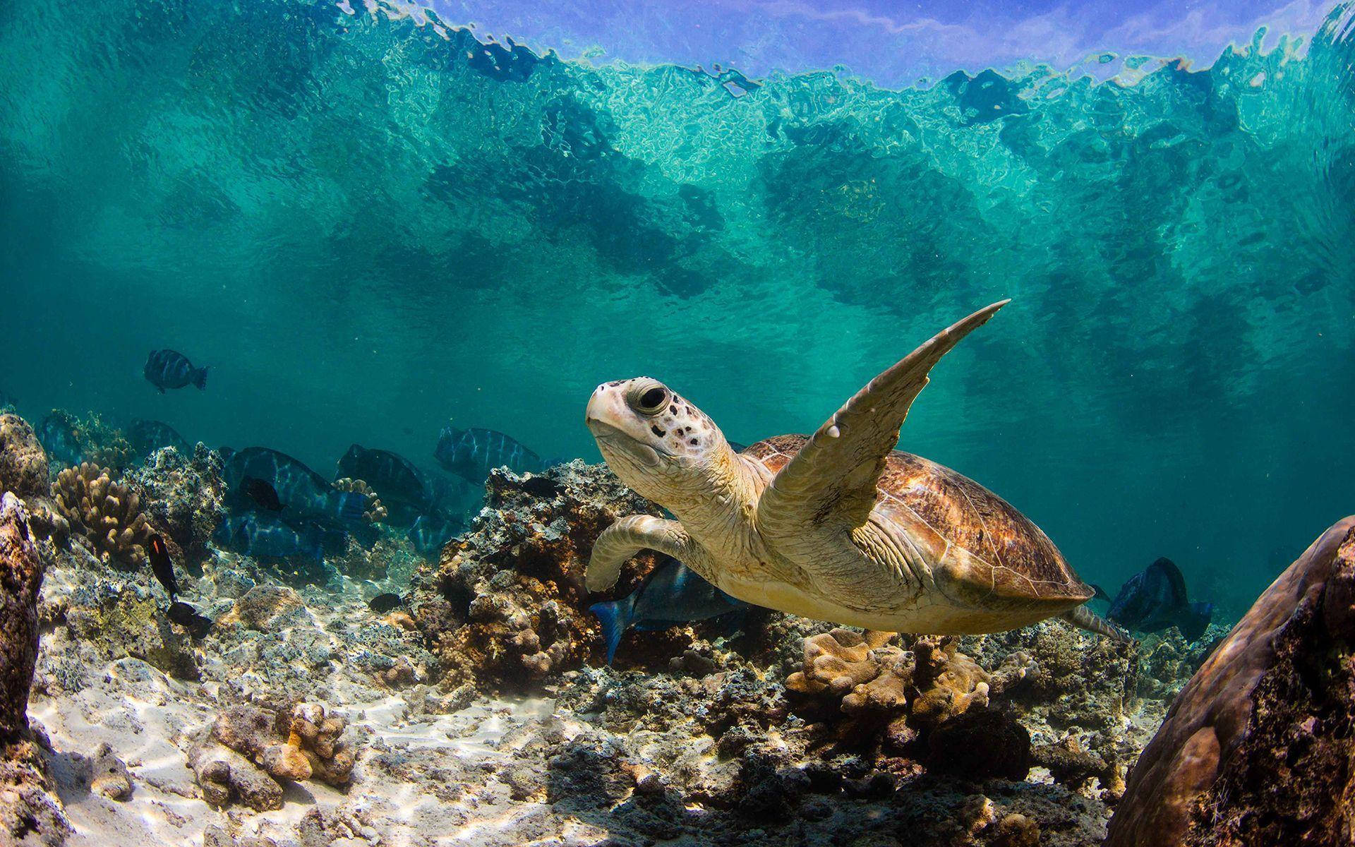 sea turtle, coral reefs, turquoise waves, Full HD Desktop Wallpaper